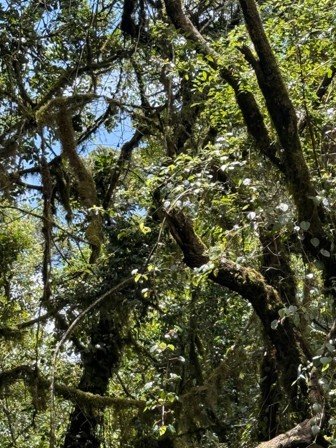 Forest zone